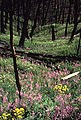 One year after the fire, wildflowers grew in abundance