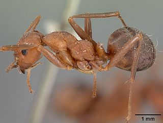 <i>Formica difficilis</i> Species of ant