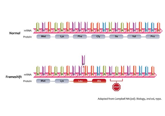 איור להמחשת "מוטציית הזזת מסגרת". באיור מופיעים קודונים ומראים לאילו חומצות אמיניות בחלבון הם מקודדים, לפני ואחרי המוטציה.