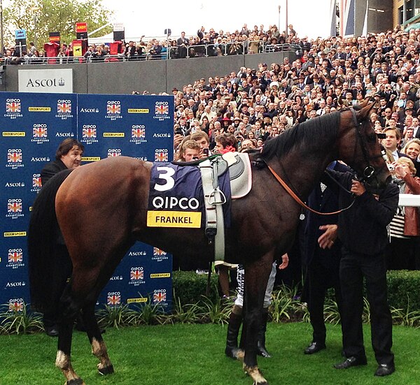 Frankel in the winners' enclosure at Ascot after winning his final race, the Champion Stakes