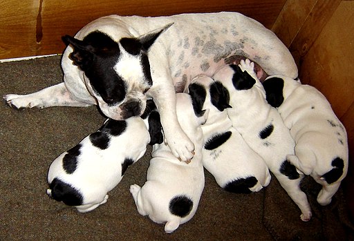 French Bulldog with puppies