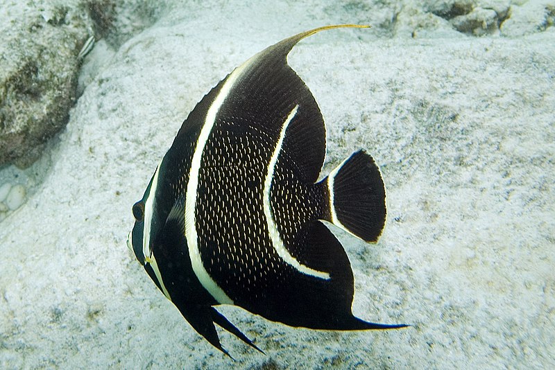 File:French angelfish Pomacanthus paru intermediate (3472625900).jpg