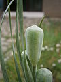 Fritillaria pyrenaica seed-box