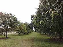 Fruit & Spice Park mango grove - panoramio.jpg