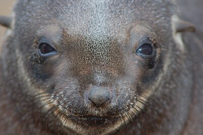 File:Fur Seal at Cape Cross, Namibia (3045775969).jpg