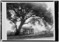 GENERAL VIEW. From the V. Covert Martin Collection, Stockton, California - Jeremiah Woods Cottage, Woodbridge, San Joaquin County, CA HABS CAL,39-WOBRI,5-1.tif