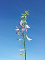 Inflorescence