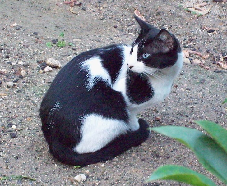 File:Gato callejero en Madrid 02.jpg