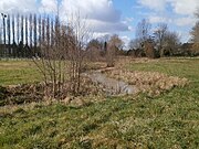 Vue d'un ruisseau serpentant entre ses berges herbeuses.