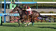 ジェラルディーナ (競走馬)のサムネイル