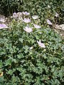 Geranium cinereum