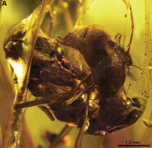 G. magnus holotype Gerontoformica magnus Plos One e93627 Fig 3 A.png