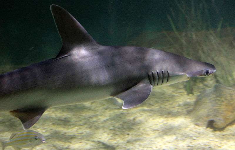 File:Gfp-bonnethead-shark.jpg