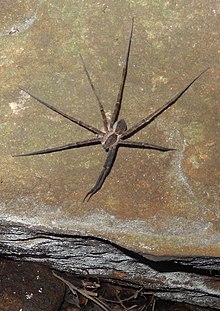 Giant Water Spider (Megadolomedes australianus) Chatswood.JPG