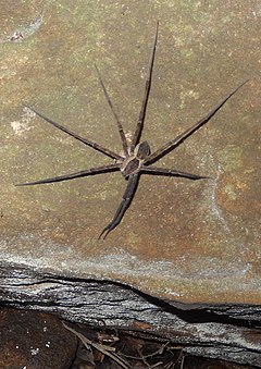 Description de l'image Giant Water Spider (Megadolomedes australianus) Chatswood.JPG.