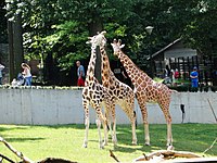 Giraffes, 2015