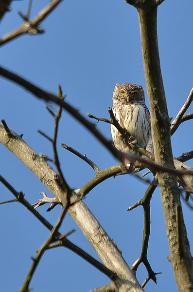 File:Glaucidium passerinum, Kotka, Finland 1.jpg