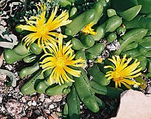 Glottiphyllum pygmaeum (25382928443).jpg