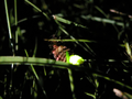 Миниатюра для Файл:Glow worm crop.png