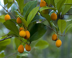 Goetzea elegans fruit. Goetzea elegans fruit.jpg