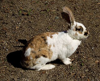 <span class="mw-page-title-main">Gotland rabbit</span> Breed of rabbit