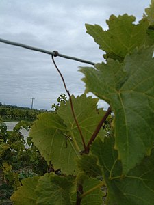 Vine (Vitis) tendril. Note how the plant reaches for and wraps around the galvanised wire provided for the purpose. This is a very tough twig and appears to have no other purpose than support for the plant. Nothing else grows from it. It must reach out softly, then wrap around and then dry and toughen. See more at thigmotropism. Grapevines intelligent growth 1.jpg