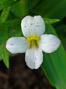 Gratiola officinalis Flower