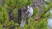 Thumbnail for File:Gray Jay (14605372431).jpg