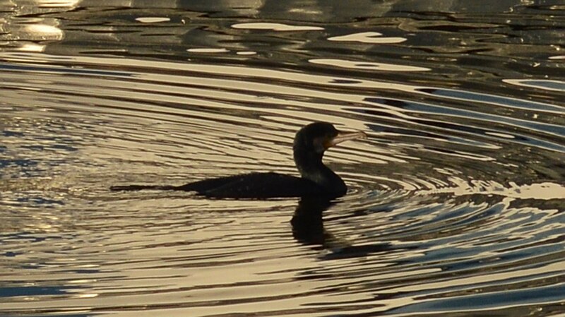 File:Great Cormorant (Phalacrocorax carbo) - Oslo, Norway 2020-12-23.jpg