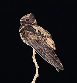 Great Eared-Nightjar, Tangkoko, Sulawesi (5799113025) (2).jpg