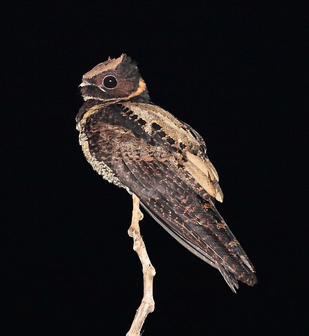 Fail:Great_Eared-Nightjar,_Tangkoko,_Sulawesi_(5799113025)_(2).jpg