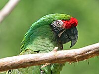Macaw, Great Green Ara ambiguus
