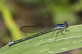 Argia frequentula (Green-eyed dancer) female