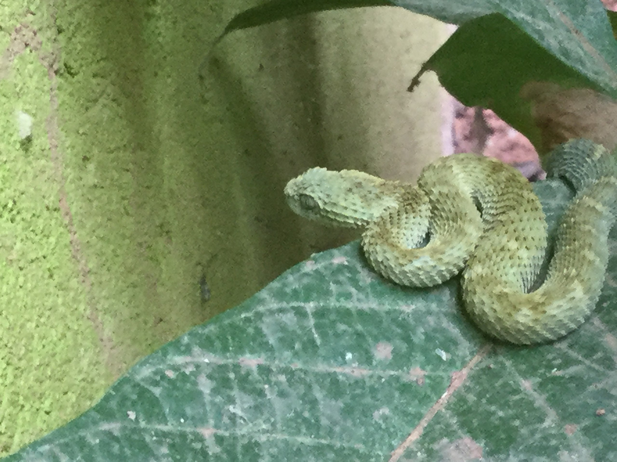 CalPhotos: Atheris squamigera; Green Bush Viper