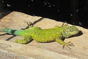 Descrição da imagem Green spiny lizard.JPG.