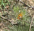 Grevillea stenomera üçün miniatür