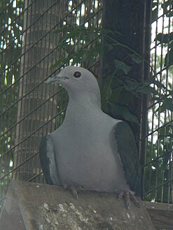 Grey Imperial Pigeon - Ducula pickeringii - Ninoy Aquino Parks & Wildlife Center 01.jpg