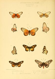 <i>Acraea insularis</i> Species of butterfly