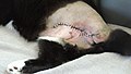 Großflächige entfernung des Feline Fibrosarkom bei einer Katze Bild 1.jpg