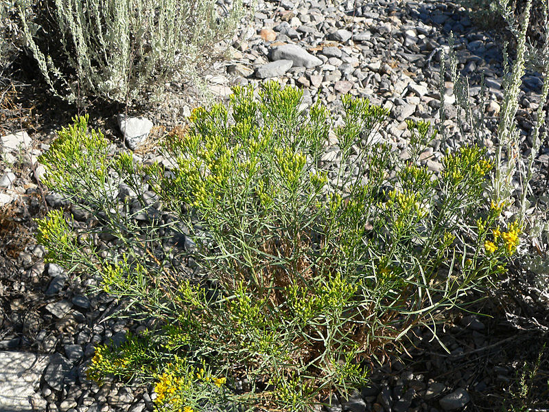 File:Gutierrezia sarothrae 1.jpg