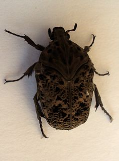 Gymnetis litigiosa species of beetle