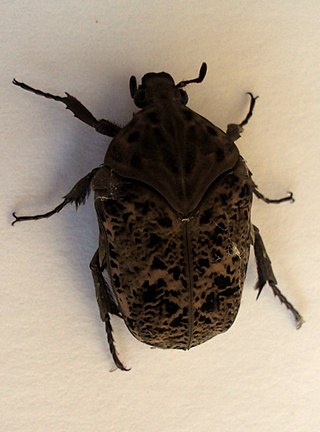 <span class="mw-page-title-main">Gymnetis litigiosa</span> Species of beetle