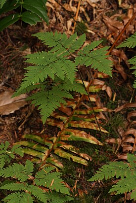 Алганжей тикше (Gymnocarpium dryopteris)