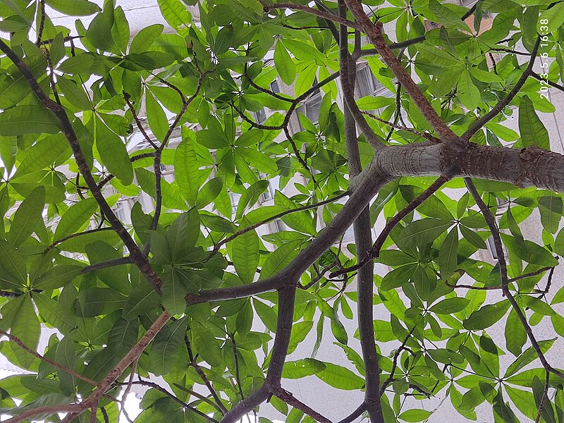 File:HK SKD TKO 將軍澳 Tseung Kwan O 富康花園 Beverly Garden tree green leaves May 2023 Px3 01.jpg