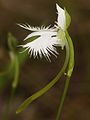 Pecteilis radiata