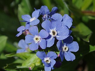 <i>Hackelia velutina</i> Species of flowering plant