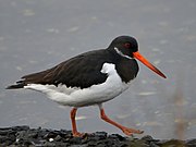 Haematopus ostralegus