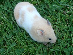 Hamster im Gras.jpg