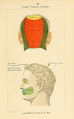 Hand-Atlas der sensiblen und motorischen Gebiete der Hirn- und Rückenmarksnerven zum Gebrauch für practische Ärzte und Studirende (1895) by Carl Hasse