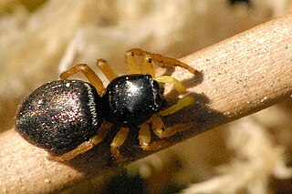 <i>Heliophanus flavipes</i> Species of spider